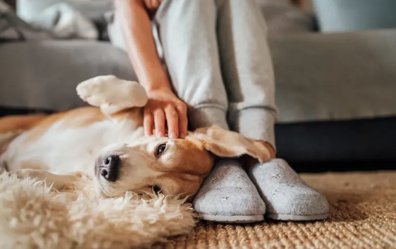 Velcro Dog Syndrome