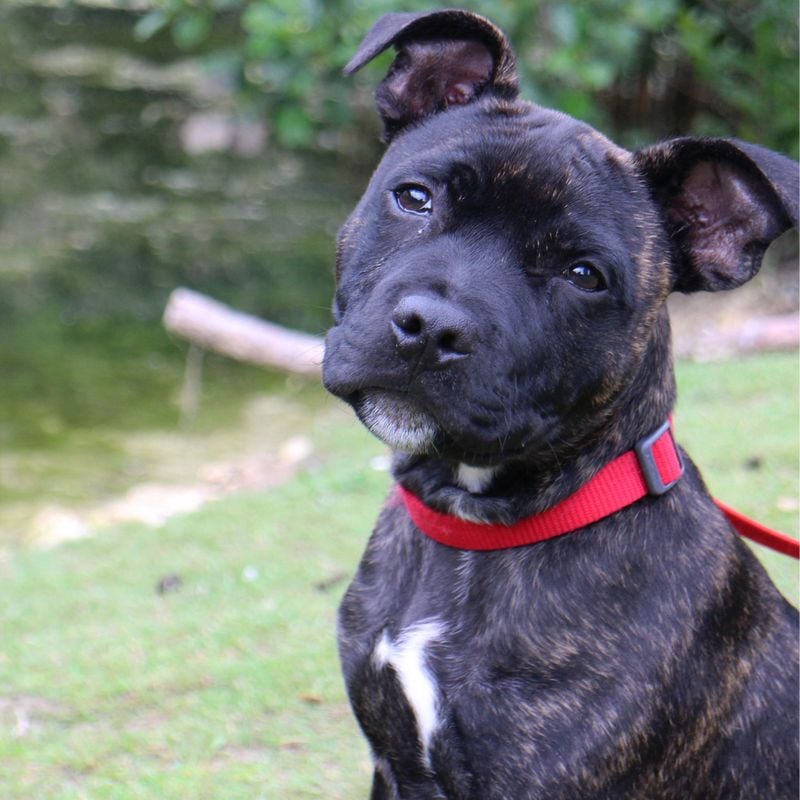 Staffordshire Bull Terriers