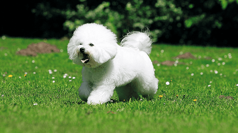 Bichon Frise