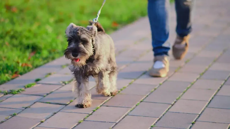 Miniature Schnauzer