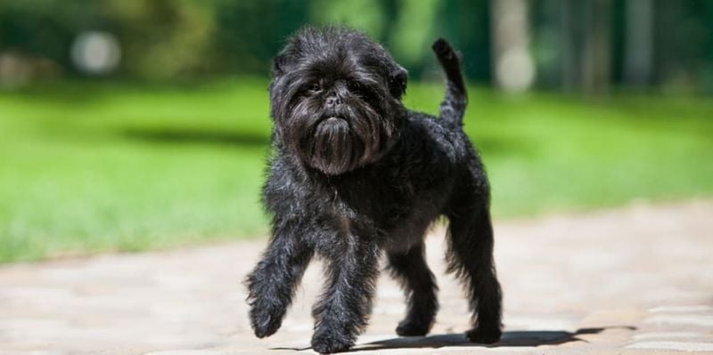 Affenpinscher