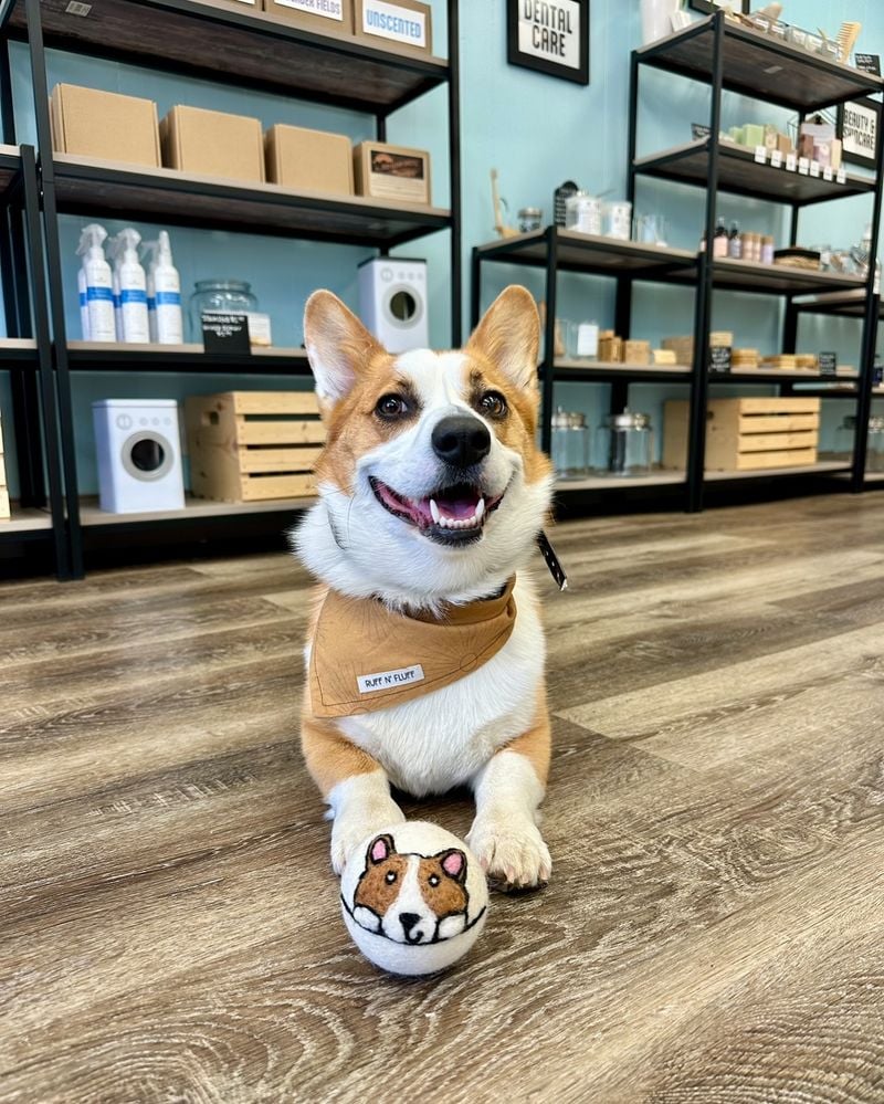 Pembroke Welsh Corgis