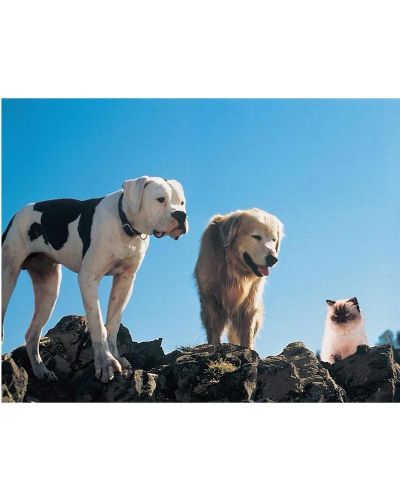 Chance – Homeward Bound (1993)