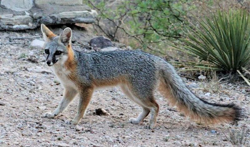 Mexican Gray Fox (Urocyon cinereoargenteus scottii)