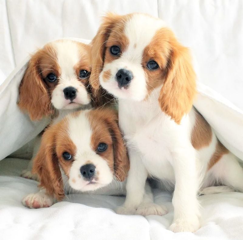 Cavalier King Charles Spaniels: Cuddle Companions