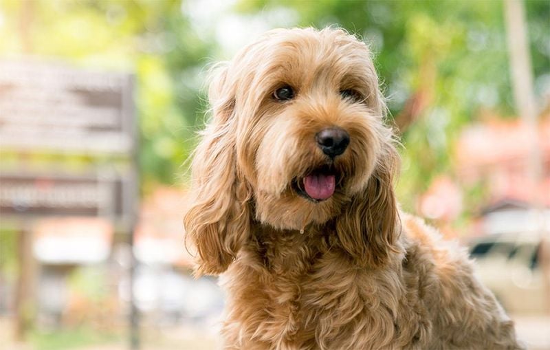 Cockapoo