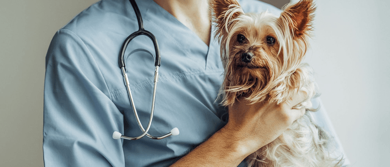 Health & Veterinary Care