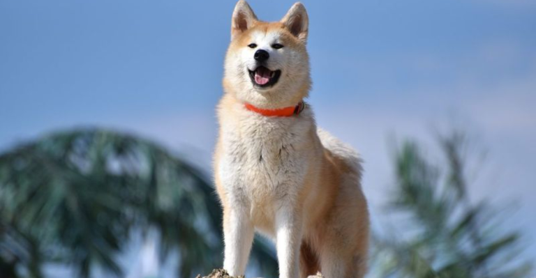 Do Dogs Even Need Us Anymore? The Truth Behind Their Growing Independence