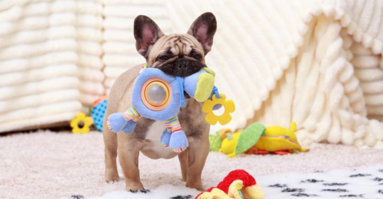Dogs Remember Toy Names for Years, Study Shows – Here’s Why That’s a Big Deal