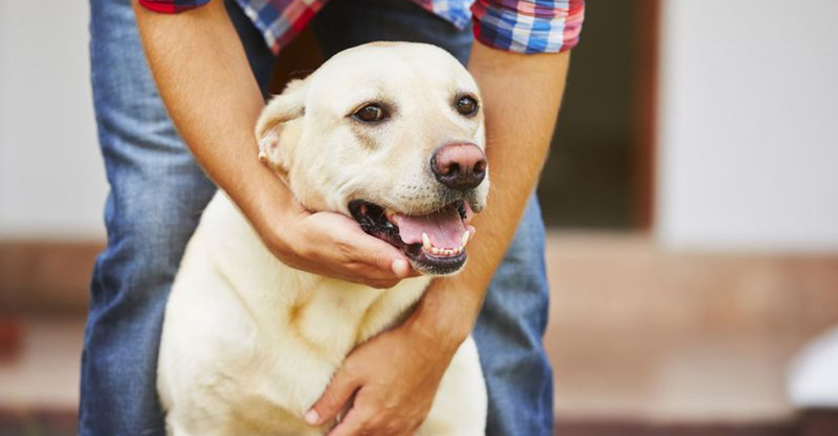 Stabilizer Ingestion In Adolescent Dogs photo