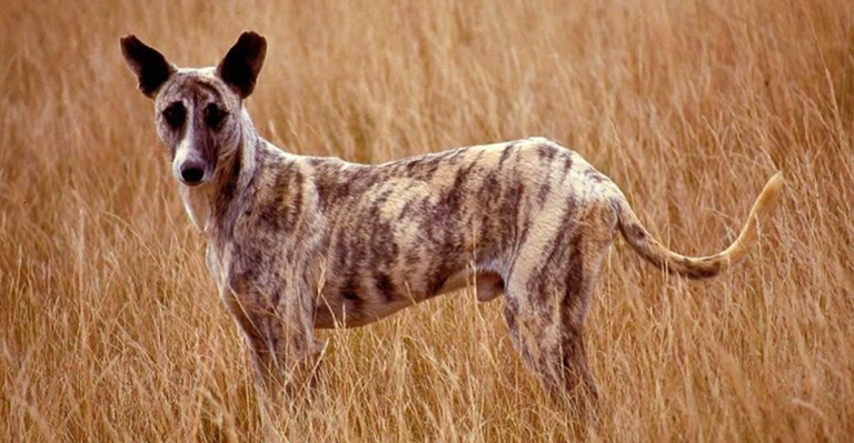Don’t Mess with These 12 African Dogs—They Were Made for the Wild