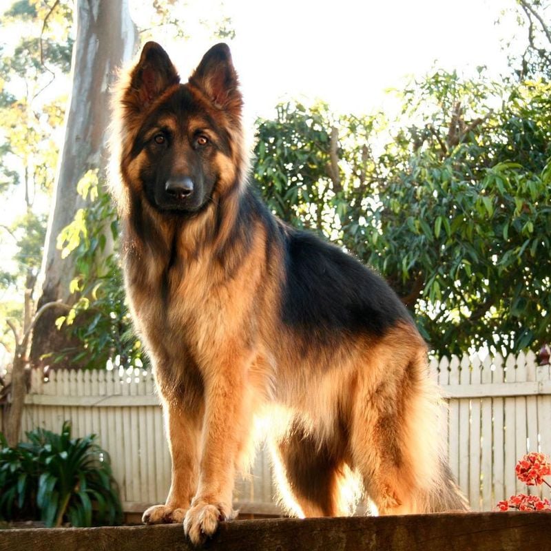 They’re Genuinely Beautiful Dogs