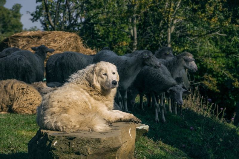 Abruzzese Mastiff (Maremma Sheepdog)