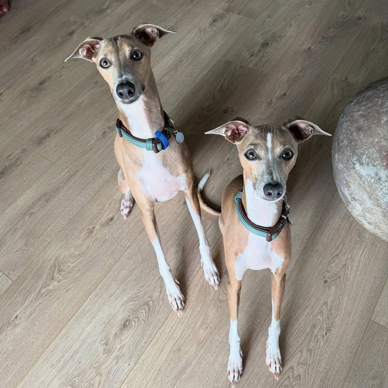 Greyhounds: Racing Partners