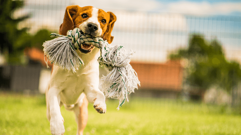 Playful Bouncing Reveals Inner Joy