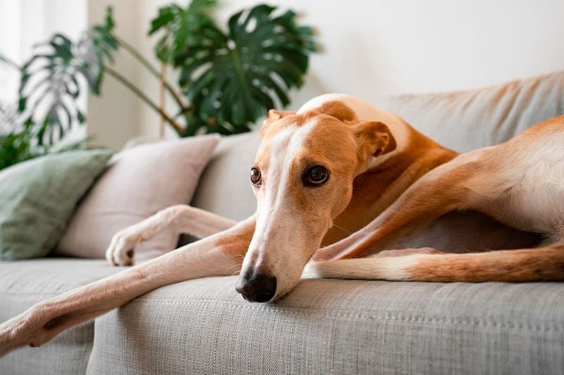 Greyhound: The Surprising Couch Potato