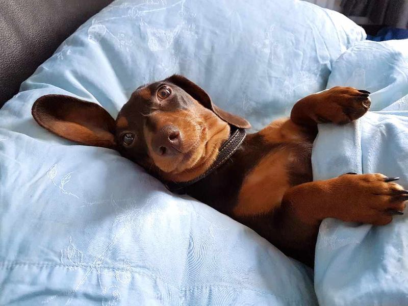 Hygiene and Cleanliness: What's Really Crawling into Your Sheets?