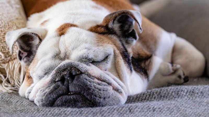 Bulldog: The Couch Potato Champion