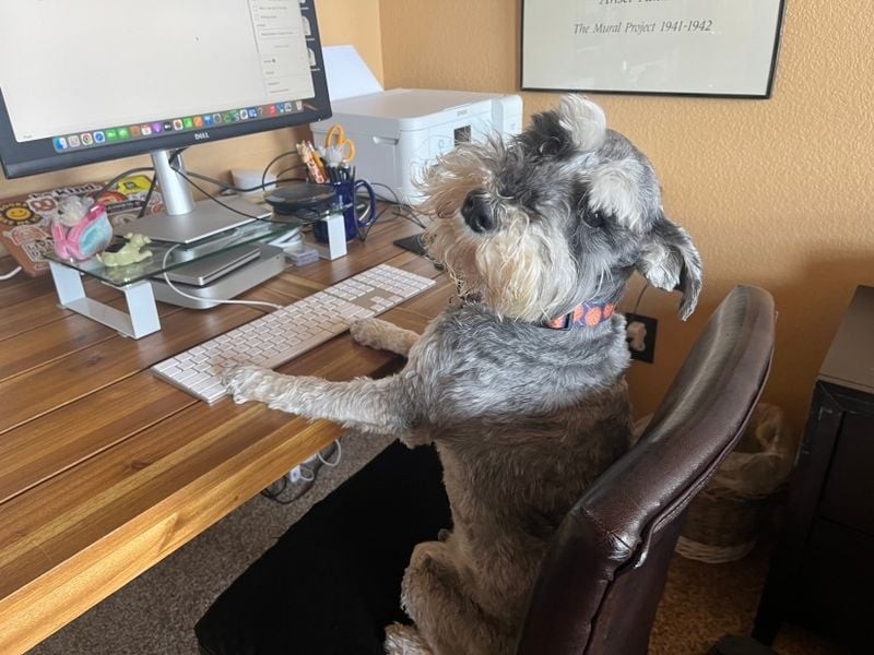 Miniature Schnauzer