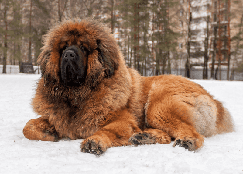 Tibetan Mastiff