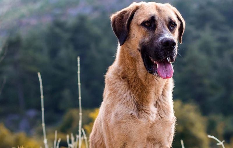 Anatolian Shepherd