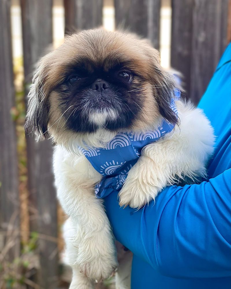 Pekingese: The Little Lion Dog with Big Opinions