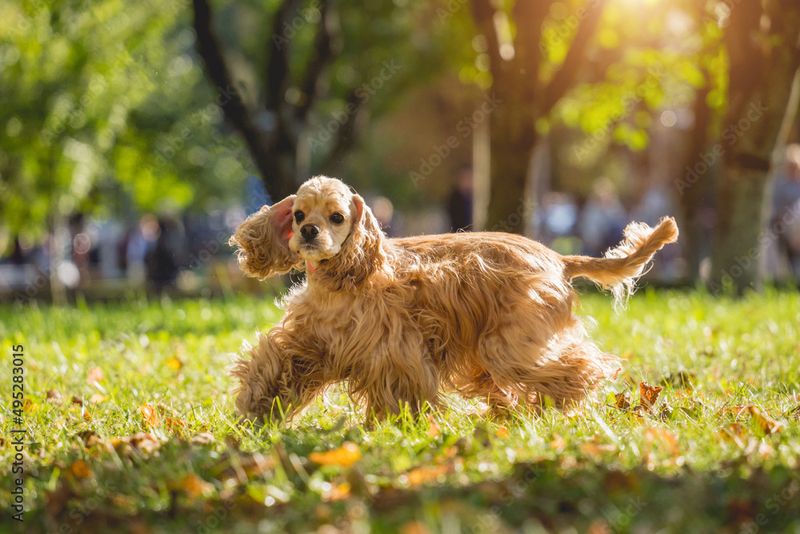 Cocker Spaniel