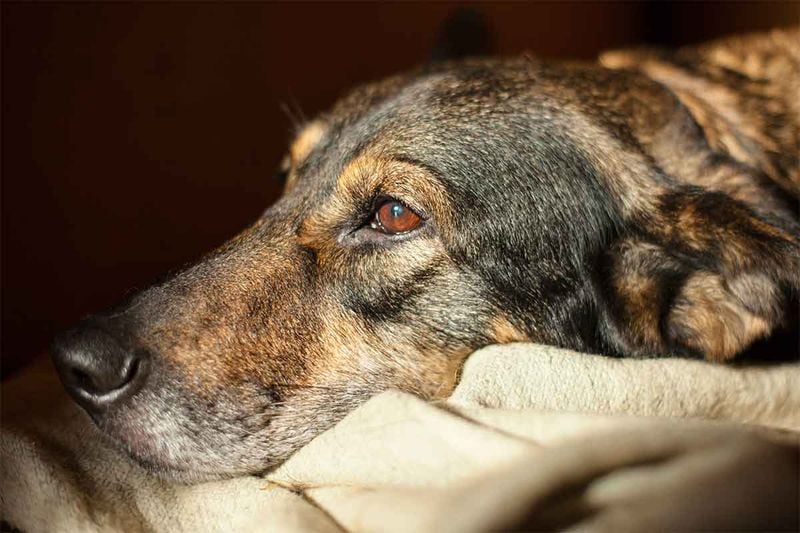 Sleep Patterns Reveal Inner Turmoil