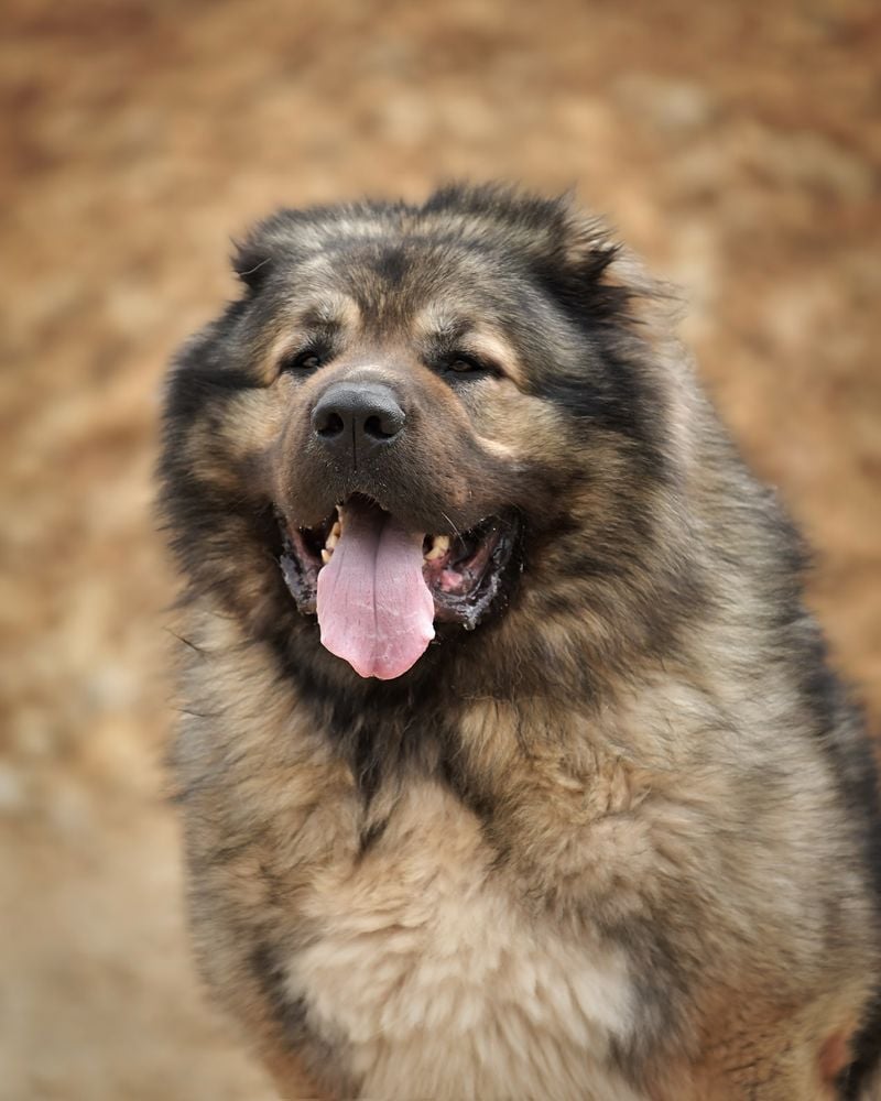 Caucasian Shepherd: The Massive Mountain Guardian