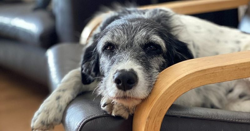 It’s Normal for Senior Dogs to Become Grumpy