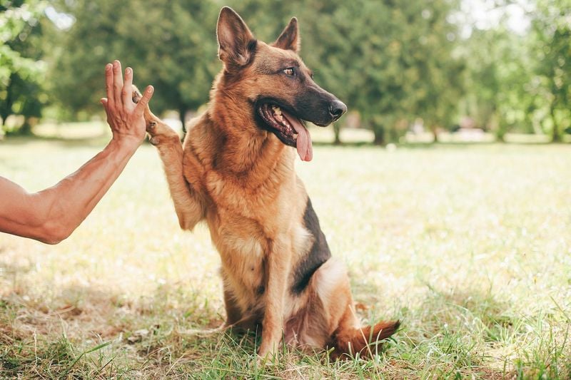 German Shepherds