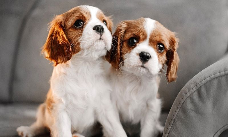 Cavalier King Charles Spaniel: Royal Manners