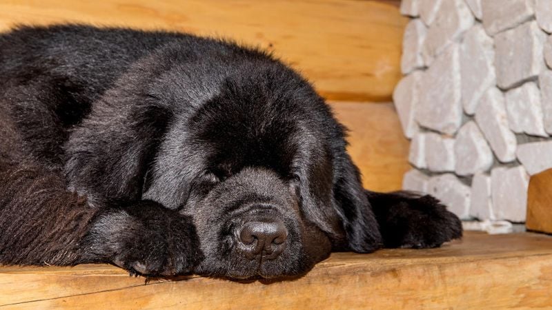 Newfoundland: The Gentle Napping Giant