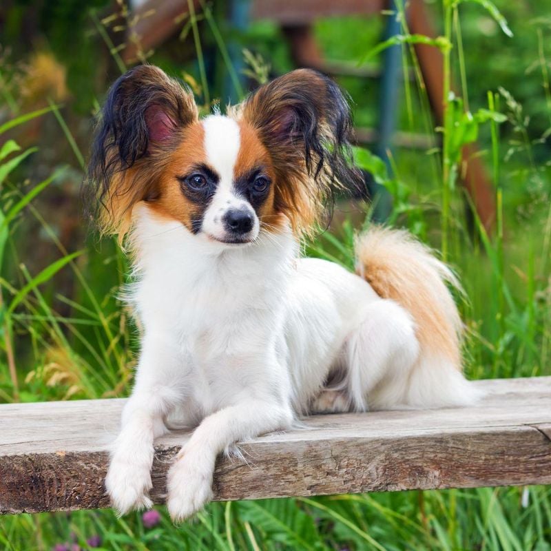 Papillon