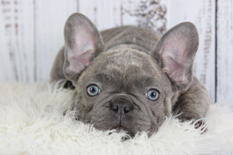 French Bulldog: The Bat-Eared Comedian