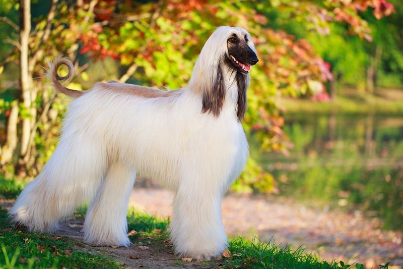 Afghan Hounds