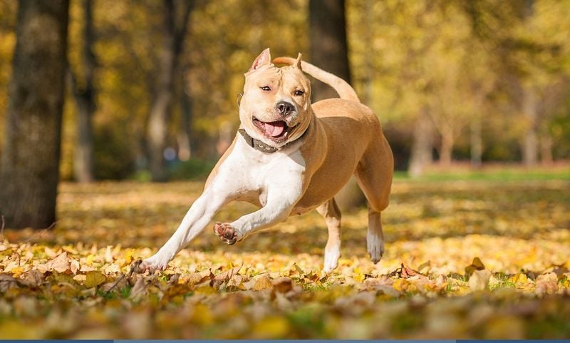 American Staffordshire Terrier: The Confident Athlete