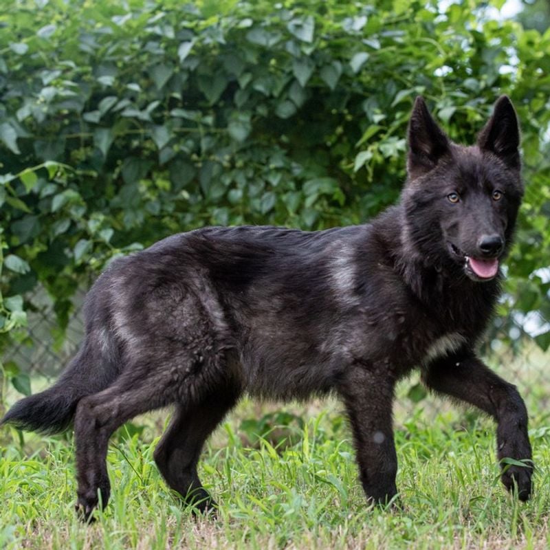 Alaskan Noble Companion Dog: The Designer Wolf