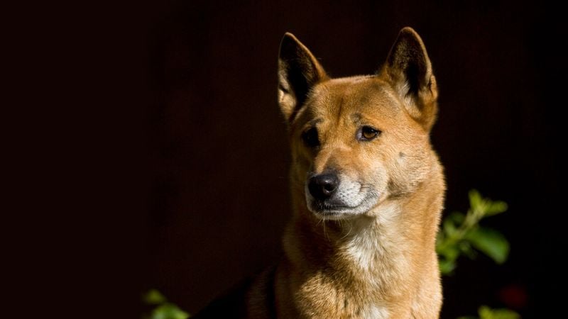 New Guinea Singing Dog (New Guinea)