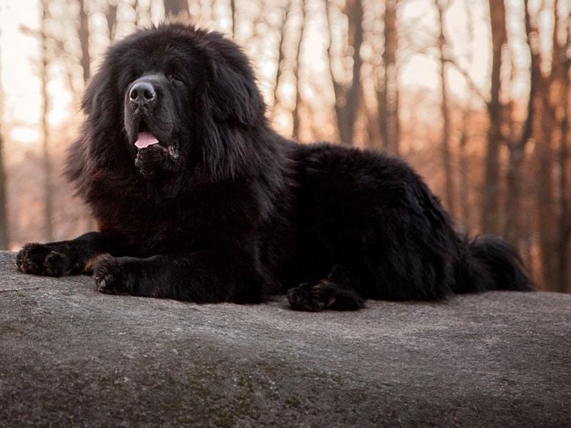 Newfoundland: The Gentle Giant
