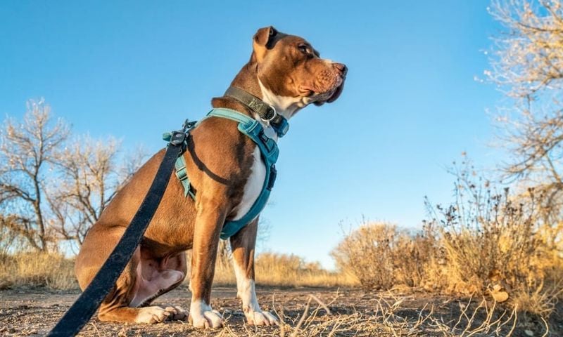 American Pit Bull Terrier