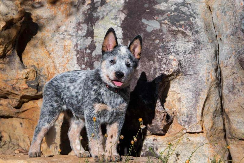 Australian Cattle Dog