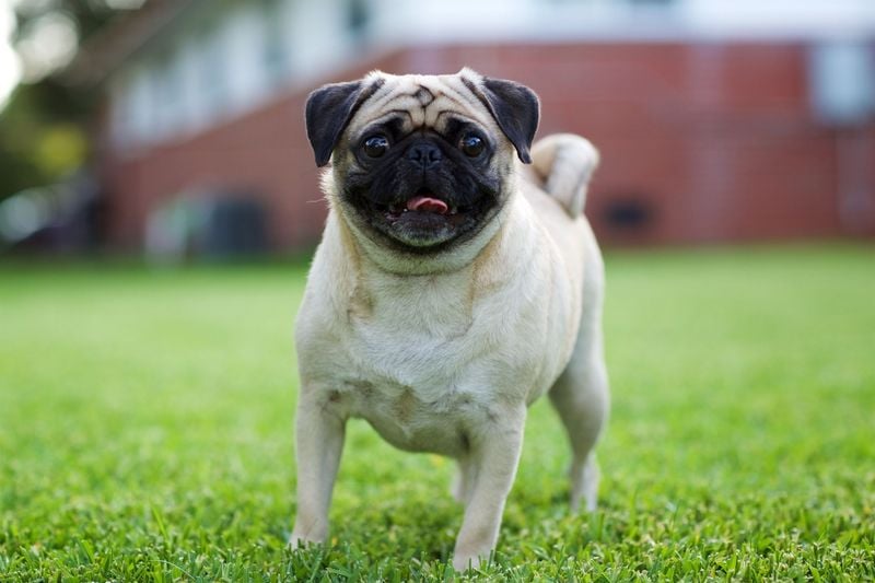 Pug: The Comical Companion