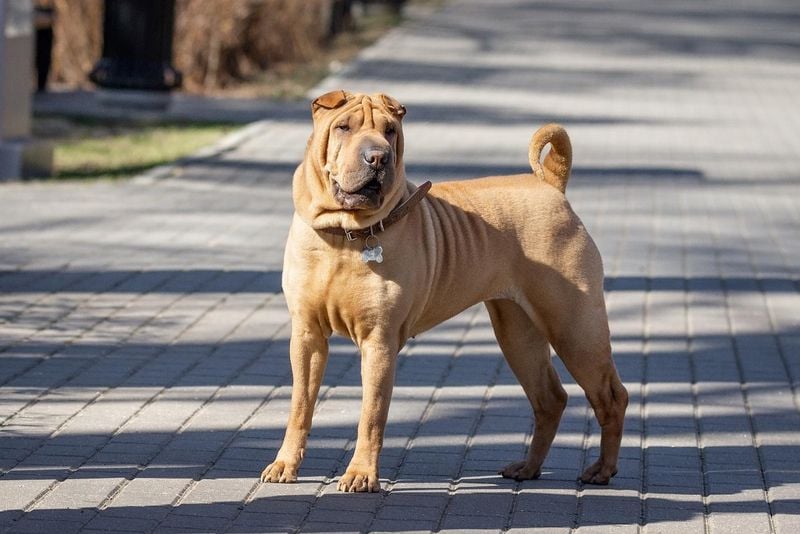 Shar-Pei