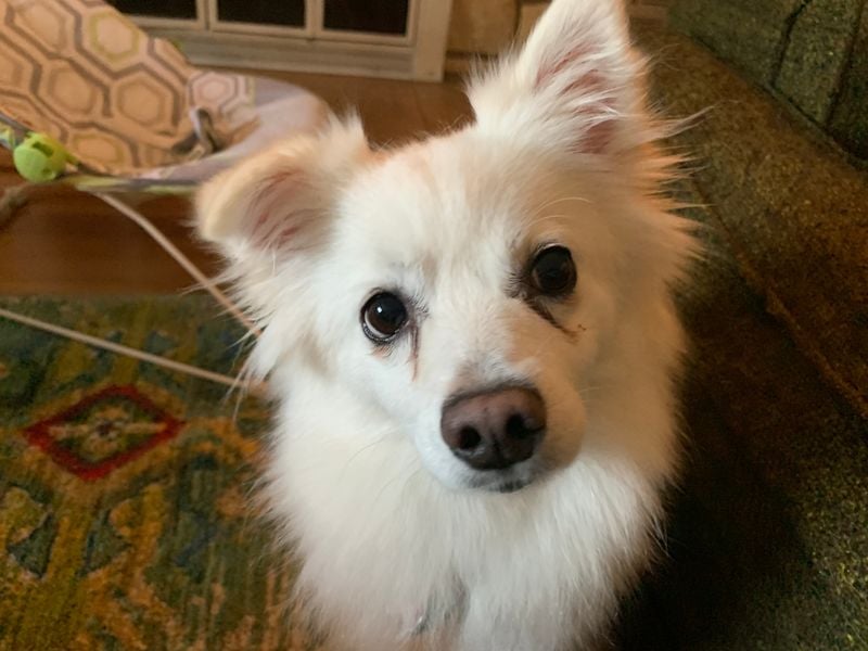 American Eskimo Dog: The Vocal Objector