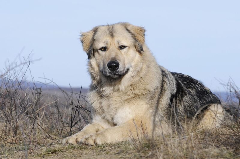 Caucasian Shepherd: The Mountain Guardian