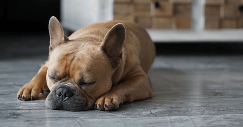 French Bulldog: The Apartment Athlete (Not!)