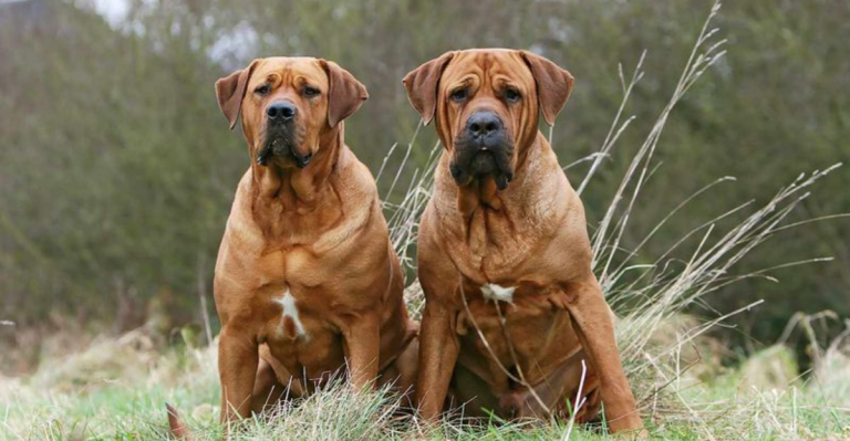 Experts Say These 18 Dogs Don’t Make Good Pets