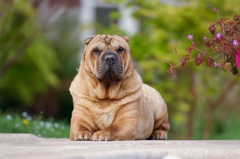 Shar Pei: The Wrinkled Sentinel