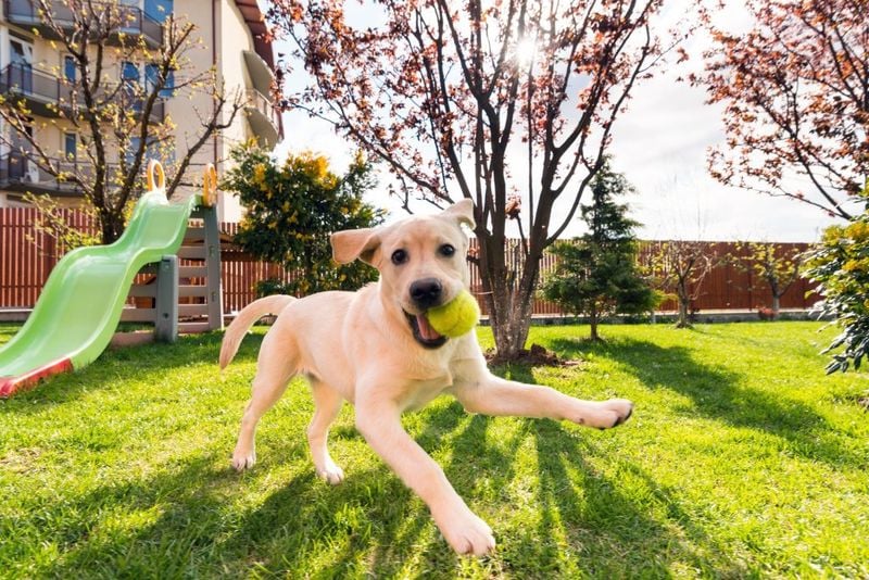 Catahoula Leopard Dog: Wild-Spirited Wanderers